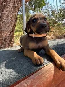 Adopt Louki