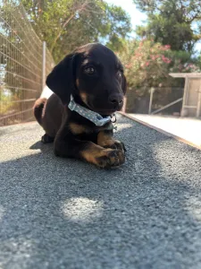 Adopt Ekler