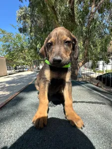 Adopt Edi