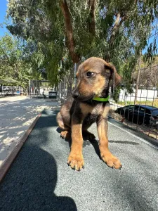 Adopt Edi