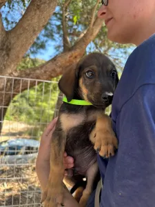 Adopt Edi