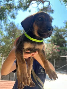 Adopt Edi