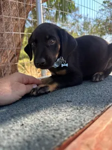 Adopt Ekler