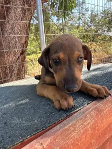 Adopt Louki