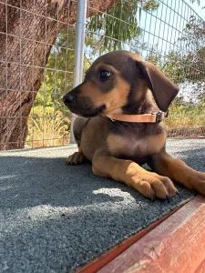 Adopt Louki