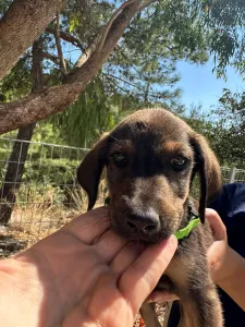 Adopt Edi