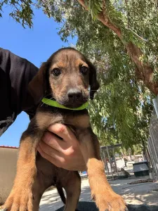 Adopt Edi