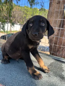 Adopt Iker