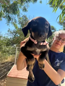 Adopt Margi