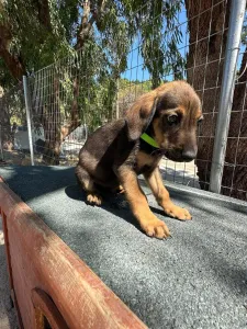 Adopt Edi
