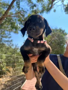 Adopt Margi