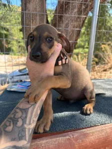 Adopt Louki