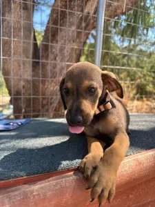 Adopt Louki