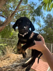 Adopt Iker