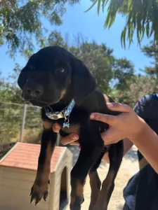 Adopt Ekler