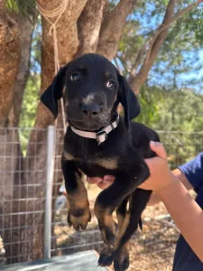 Adoption profile for Iker