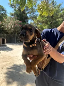 Adopt Louki