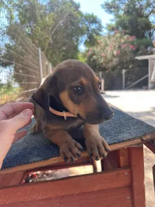 Adopt Louki