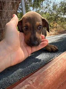 Adopt Louki