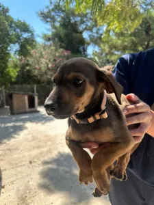 Adopt Louki