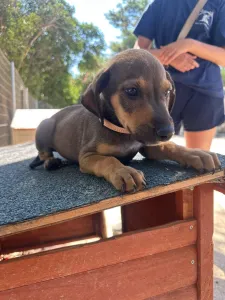 Adopt Louki