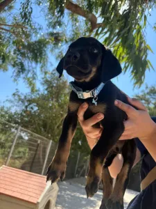 Adopt Ekler