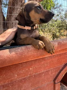 Adopt Louki