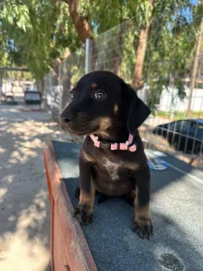 Adopt Margi