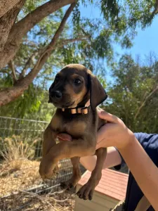 Adopt Louki