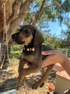 Adopt Louki