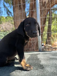 Adopt Iker