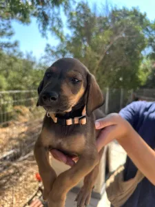 Adopt Louki