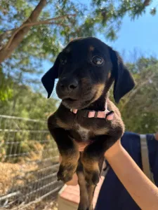 Adopt Margi