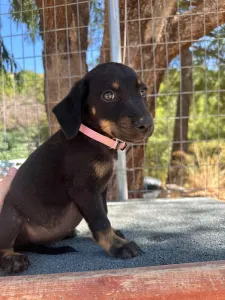 Adopt Margi
