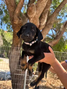 Adopt Iker