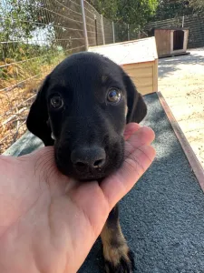 Adopt Iker