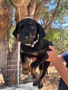 Adopt Iker