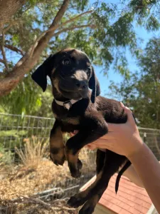 Adopt Iker