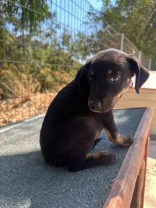 Adopt Margi