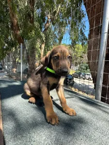 Adopt Edi