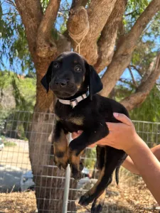 Adopt Iker