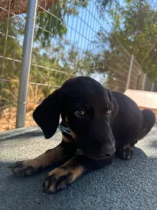 Adopt Ekler