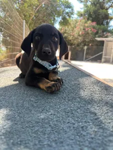 Adopt Ekler