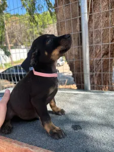 Adopt Margi