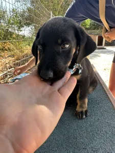 Adopt Ekler