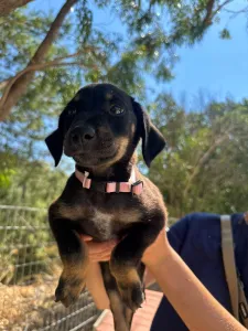 Adopt Margi