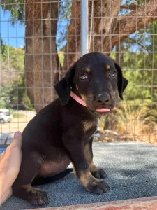 Adopt Margi