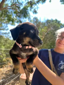 Adopt Margi