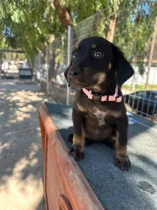 Adopt Margi