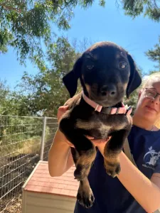 Adopt Margi